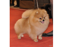 CACIB 25.11.12 170.jpg