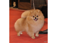 CACIB 25.11.12 171.jpg