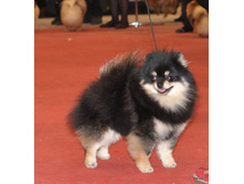 CACIB 25.11.12 173.jpg