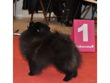 CACIB 25.11.12 174.jpg