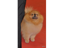CACIB 25.11.12 175.jpg