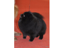 CACIB 25.11.12 176.jpg