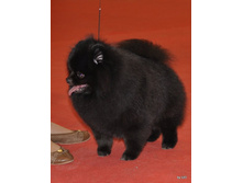 CACIB 25.11.12 177.jpg