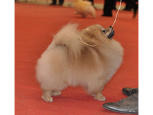 CACIB 25.11.12 179.jpg