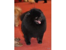 CACIB 25.11.12 180.jpg