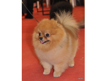 CACIB 25.11.12 182.jpg