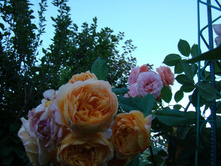 DSC05387.JPG