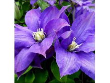 �������� ‘����’ (‘Hisa’)