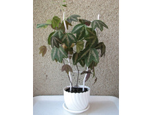 ���������� �����������