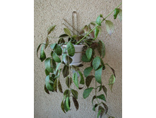 ���������� ���������