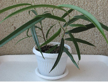 ����� ���