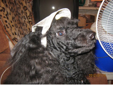 ���� � ����� 306.jpg