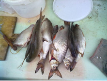 ���� 2-�� ���)