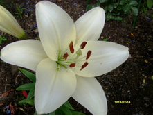 ����� �����.JPG