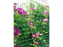 ���� ��� � ����.JPG