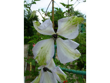 ���� �����.JPG