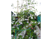 ������� ���� .JPG