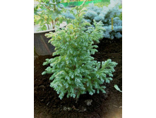 ����������� �������������