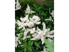 �������� �����.JPG