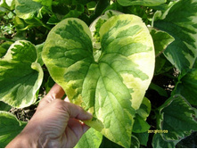 �������� ������ �����.JPG