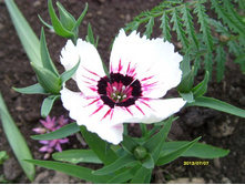 ��������� �� ����.JPG