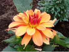 �������� ��������.JPG