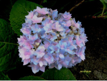 ��������� ����. ���� ������ ����.JPG