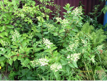 ��������� �����.JPG