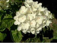 ��������� ����������� ���� ��.JPG