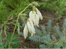 �������� ������.JPG