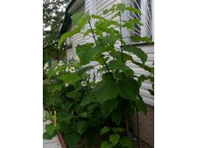 �������� � ����.JPG