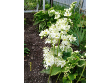 �������� �����.JPG