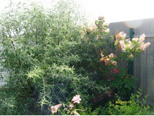 ��� � �������.JPG