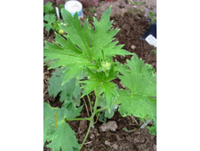 ����� ������������2012.JPG