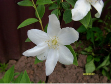 ����� ���������.JPG