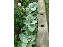 ������� ��������.JPG