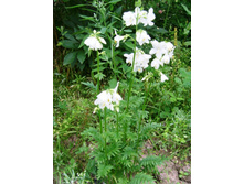 ������ �����.JPG