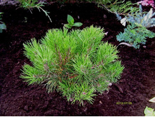 ����� ������ �������.JPG