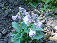 ����� ������ ������� ����.JPG