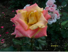 ���. �������.JPG