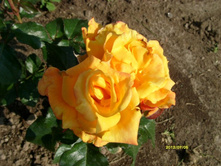 ������� ����� ��� ��.JPG