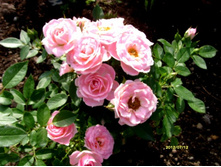 ���� �������.JPG