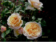 ������ ������.JPG