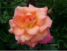 ������ ��� � ������ ��������.JPG