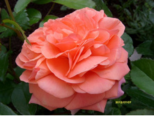 ������ ��� ���������.JPG