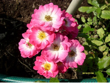 ���� ������.JPG