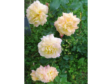 ���� �������