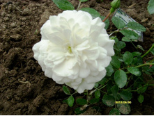 ���� �����.JPG