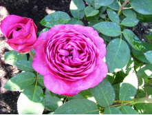 ����� ���� ���������.JPG