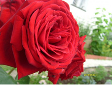 ���� �������.JPG